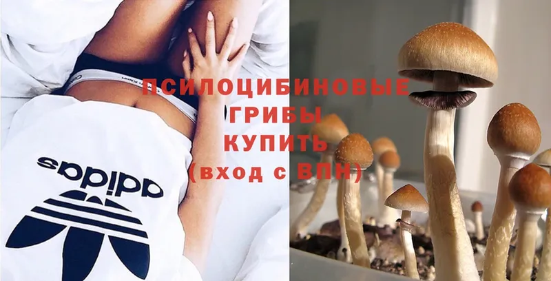 hydra как войти  Мензелинск  Псилоцибиновые грибы GOLDEN TEACHER  купить наркотик 